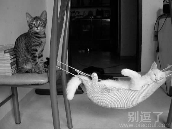 猫咪生活，无忧无虑 图片