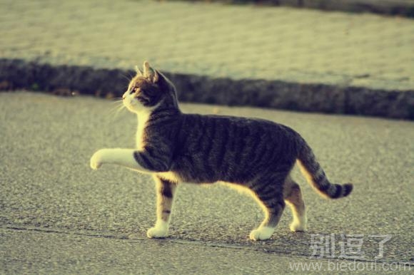 绅士风范的小猫咪 图片